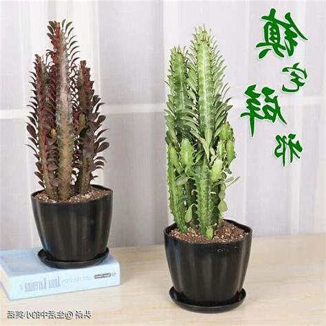 龍骨仙人掌風水