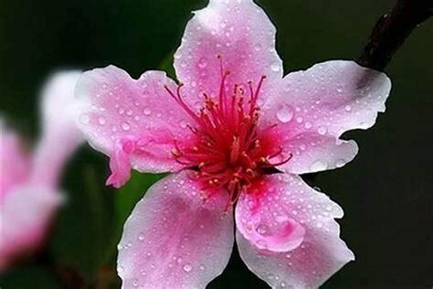 旺桃花