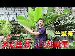 鶴望蘭花語