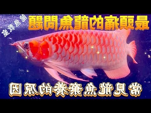 龍魚飼養