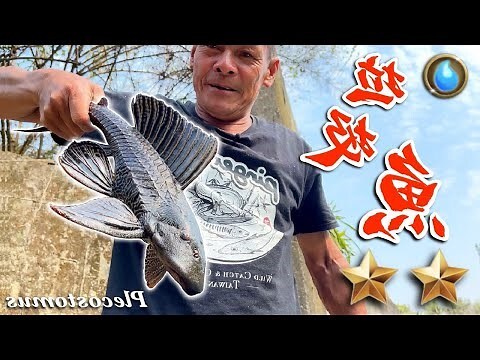 垃圾魚算風水魚嗎