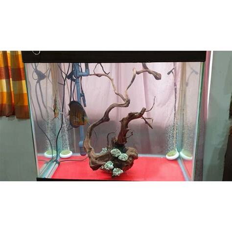 七彩神仙魚缸