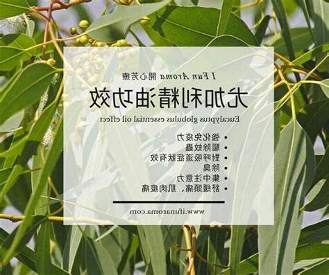 尤加利精油禁忌