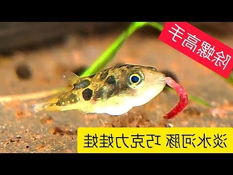娃娃魚價錢