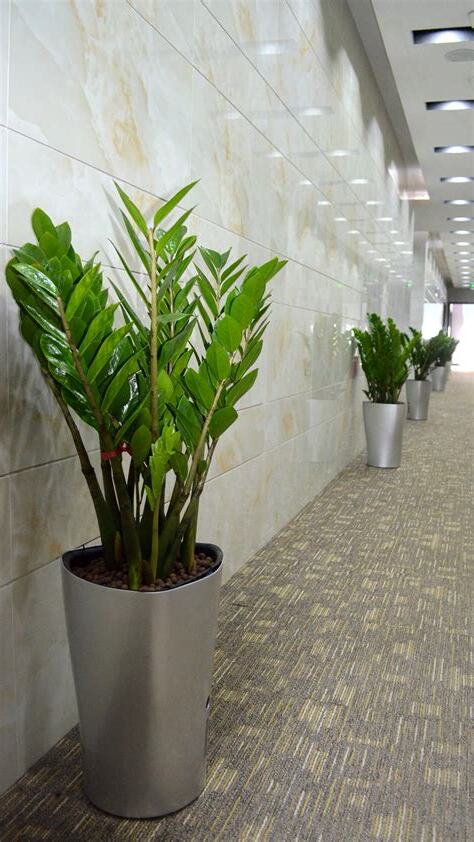 办公室放什么植物好