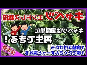 家庭花