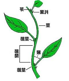 葉子生長在莖上的位置稱為什麼