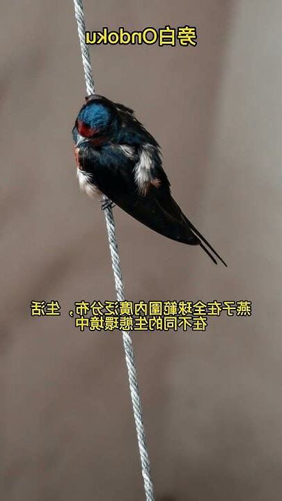 台灣燕子遷徙