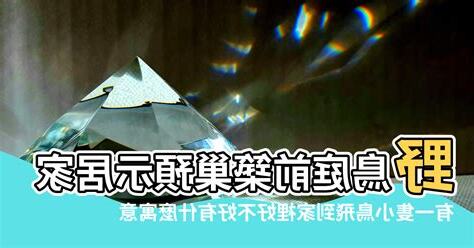 小鳥飛到家裡