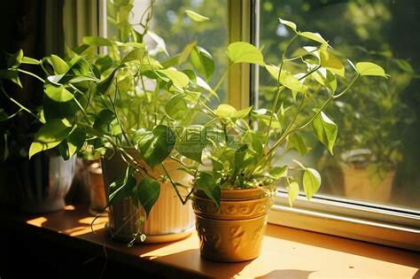 窗台植物