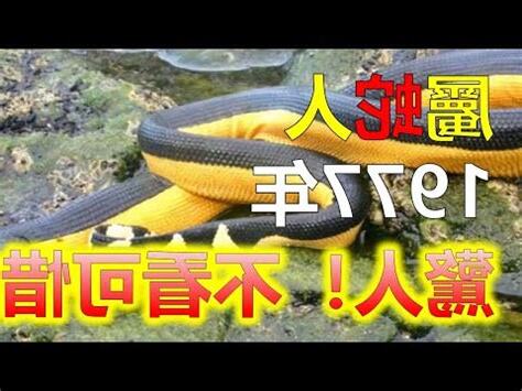 1977屬蛇運勢