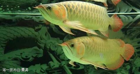 可與龍魚混養的魚