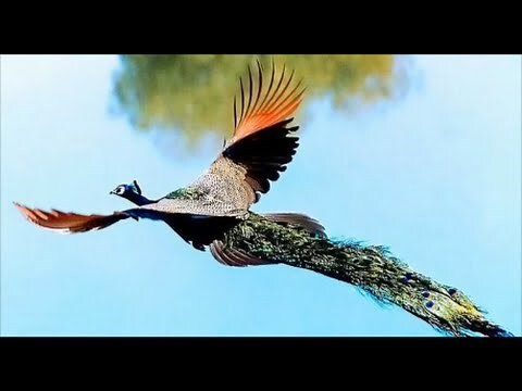 孔雀风水