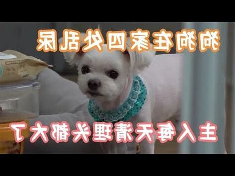 狗狗突然亂大便