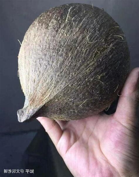 椰蒂