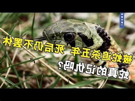 墳墓有蛇