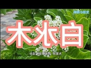 白水木繁殖