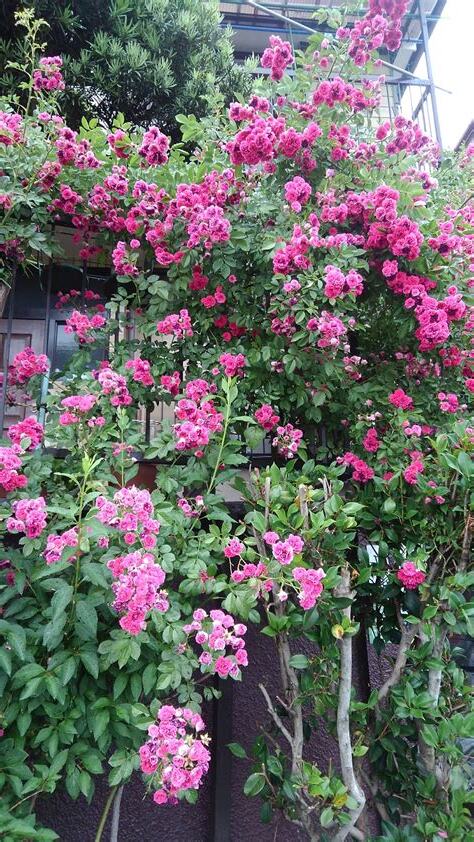薔薇樹