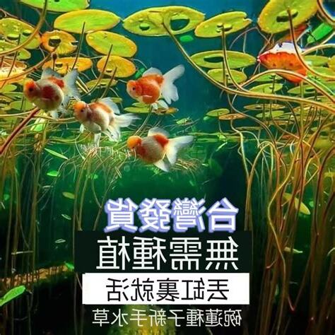 睡蓮養魚
