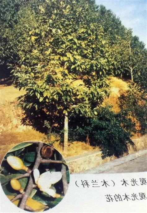 五行屬金的植物