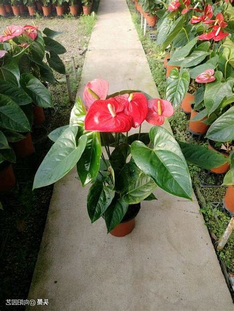 買假花