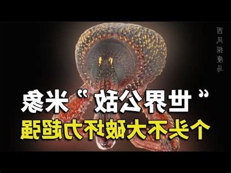米象房間
