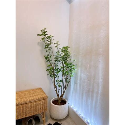 玄關擺設植物