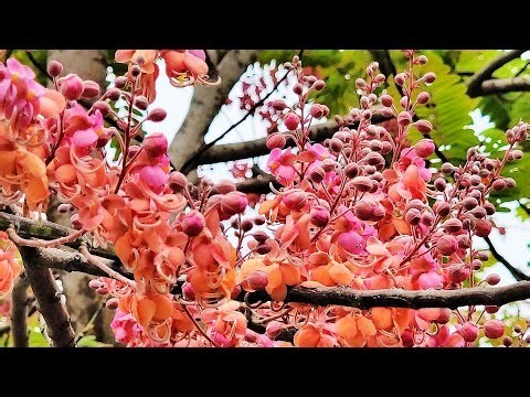 紅花喬木