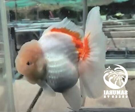 白虎魚