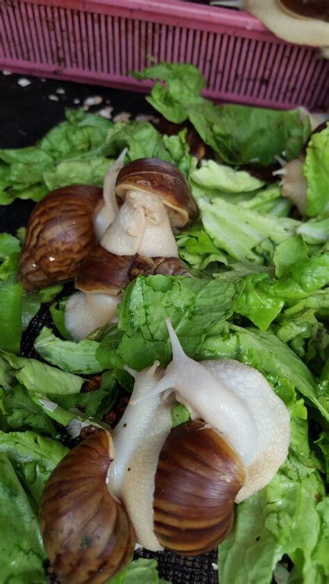 養蝸牛