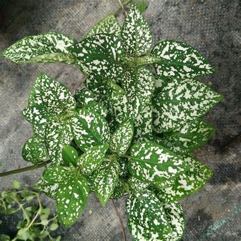 小型耐陰室內植物