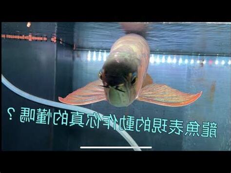 魚跳缸擋煞