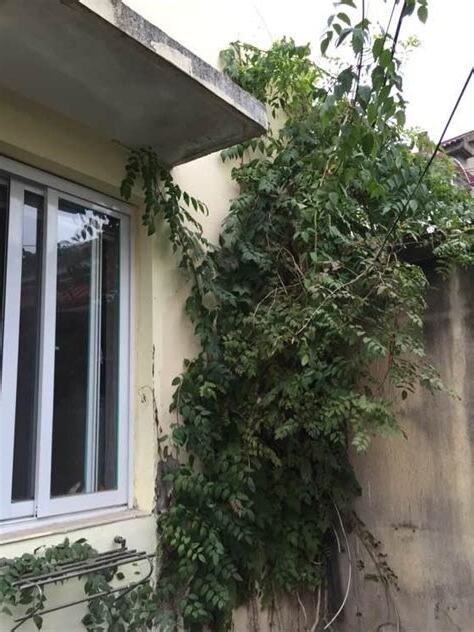 家裡後院