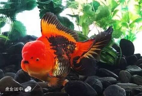 獅頭金魚混養