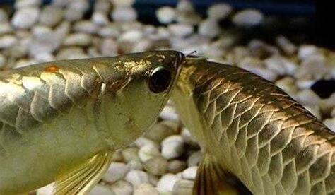 養龍魚風水
