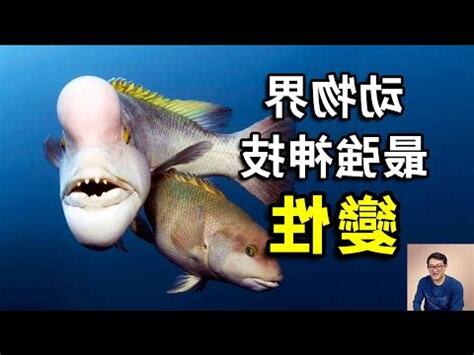 額頭凸凸的魚