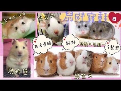 鼠類寵物