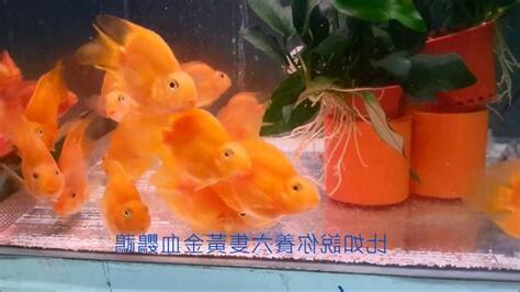 血鸚鵡可以跟什麼混養