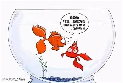 金魚缸效應行政學