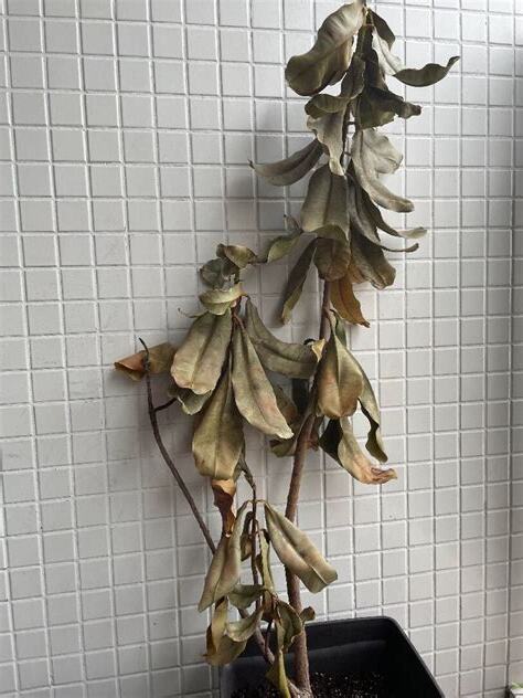 福木枯黃