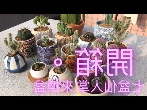 仙人掌換盆
