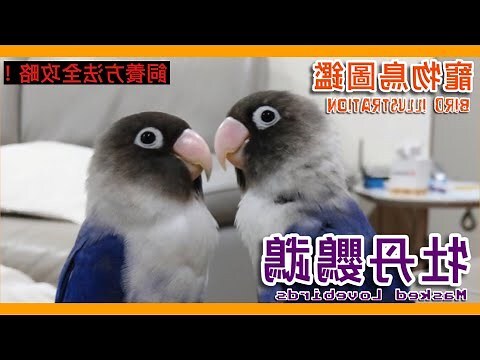黃鸚鵡魚