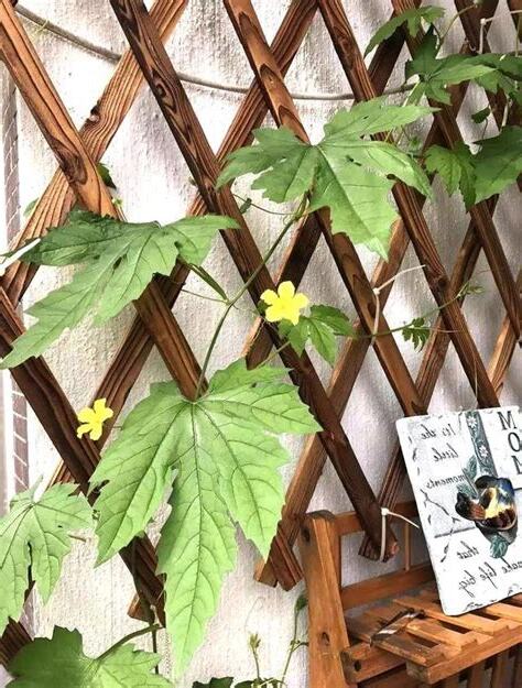 苦瓜種植陽台