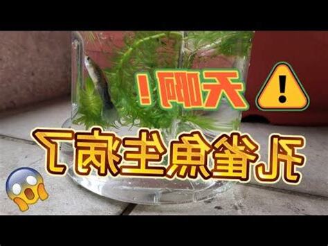 魚側遊