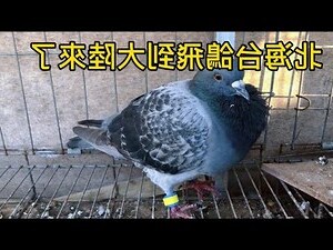 鴿子飛到陽台風水