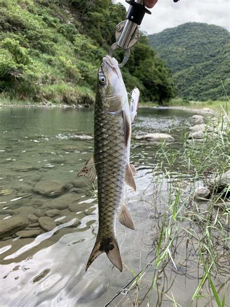 夢到釣很多魚