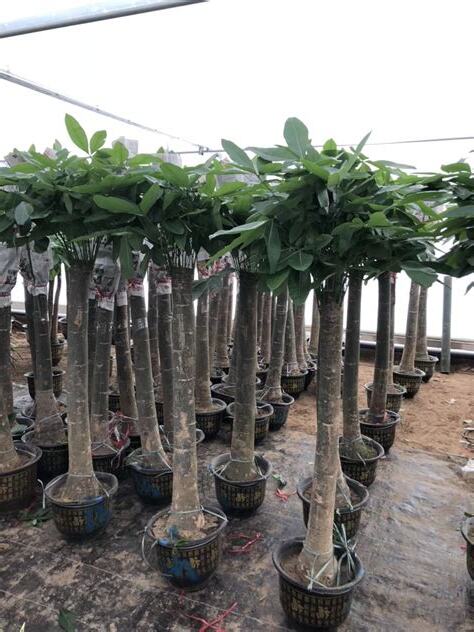送盆栽意義