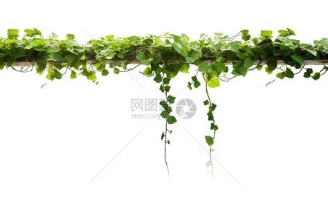 藤蔓植物