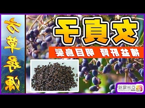 女貞子
