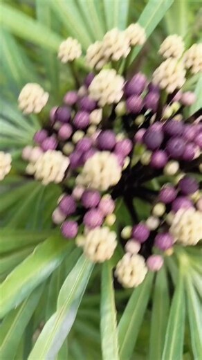 蝴蝶寓意